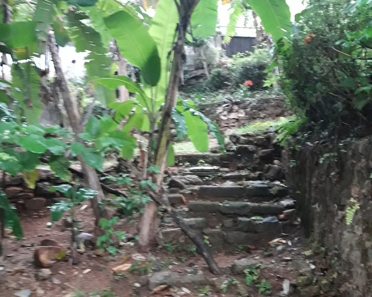 기본 이미지