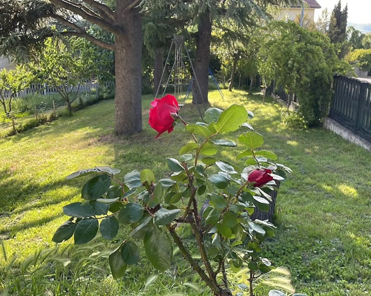 기본 이미지