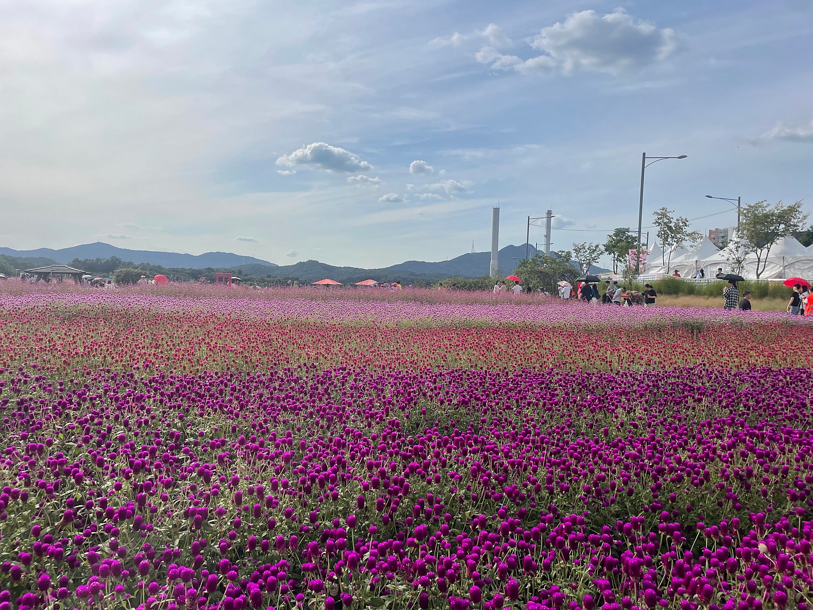 2024 양주 천일홍 축제 일정 및 정보 ㅣ나리농원, 주차장, 가을꽃 축제, 9월 축제 대표 이미지