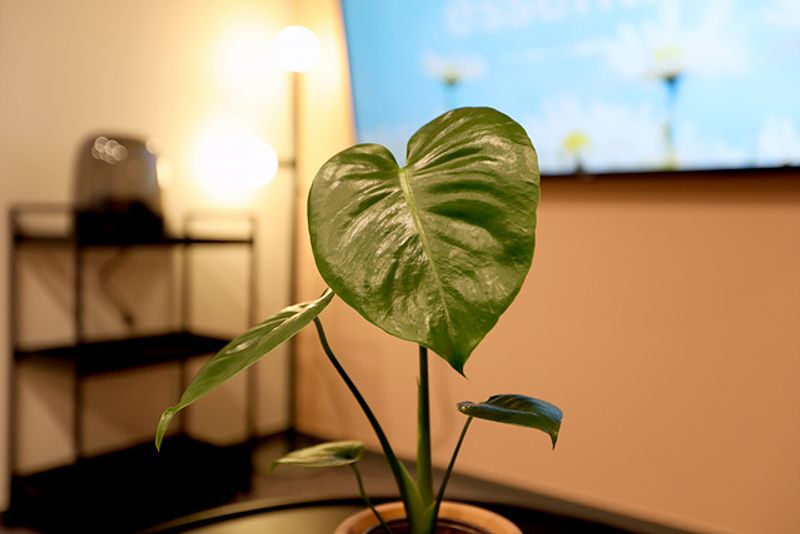 기타