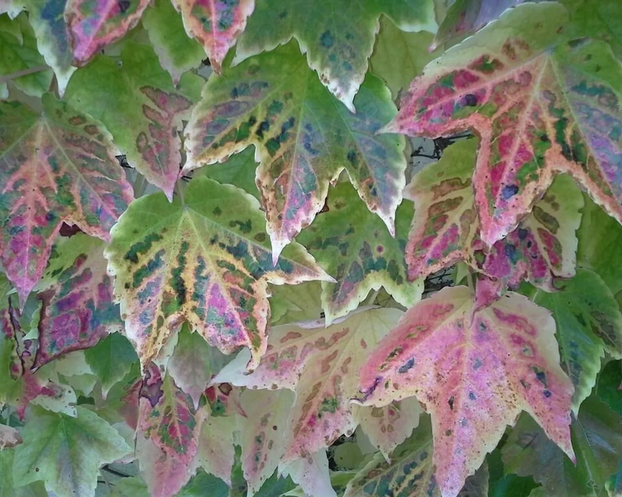 기본 이미지