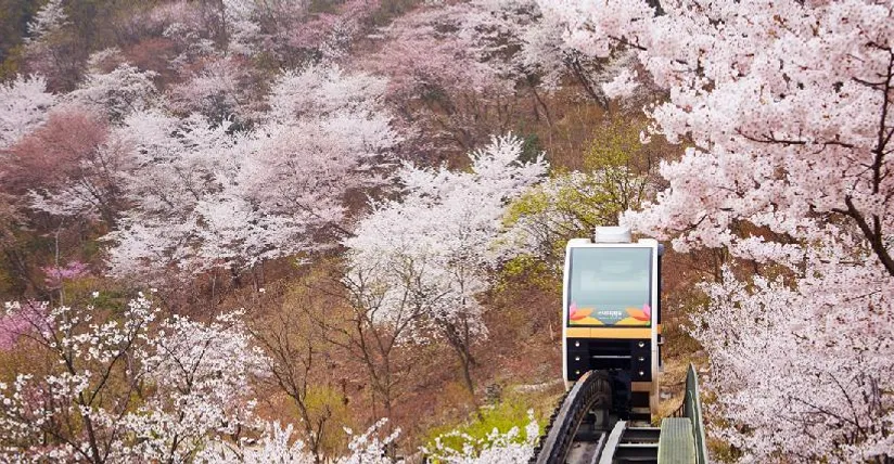 곤지암 화담숲 : 경기도 벚꽃 명소 추천, 예약, 개화시기, 모노레일, 꿀팁, 숙소 펜션 추천 대표 이미지