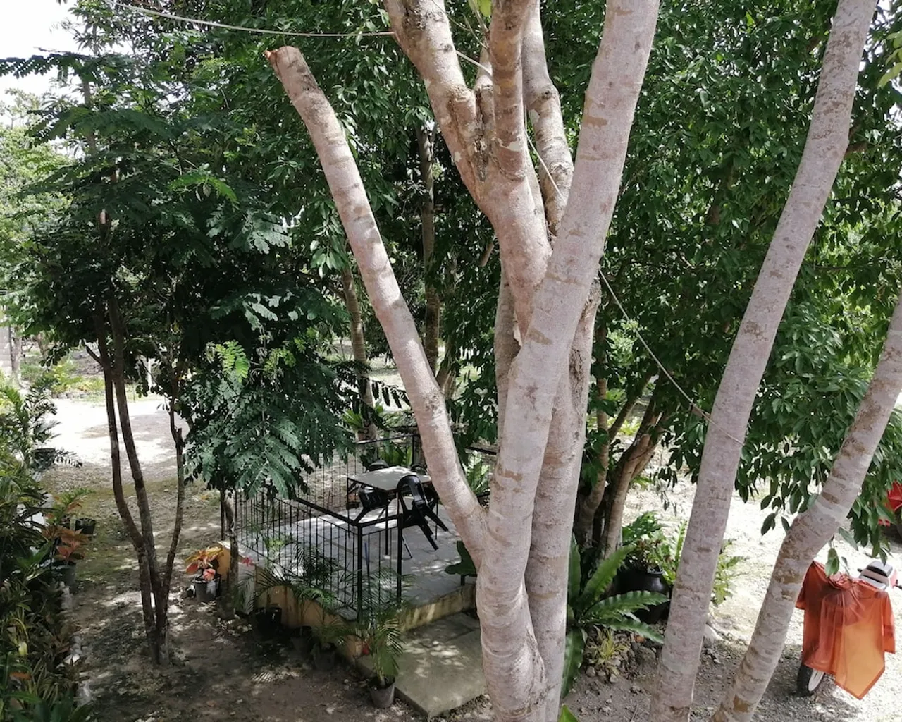 기본 이미지