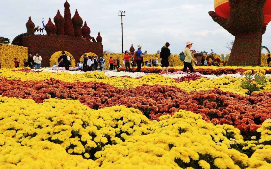 2024 전남 함평 국화축제 대한민국 국향대전| 기본정보, 가볼만한곳, 펜션 숙소 추천 대표 이미지