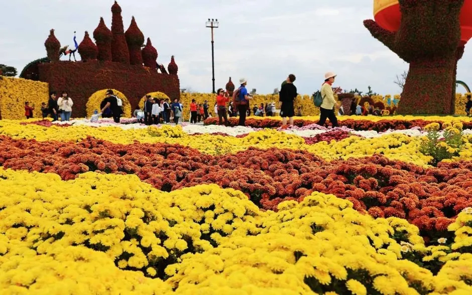 2024 전남 함평 국화축제 대한민국 국향대전| 기본정보, 가볼만한곳, 펜션 숙소 추천 대표 이미지