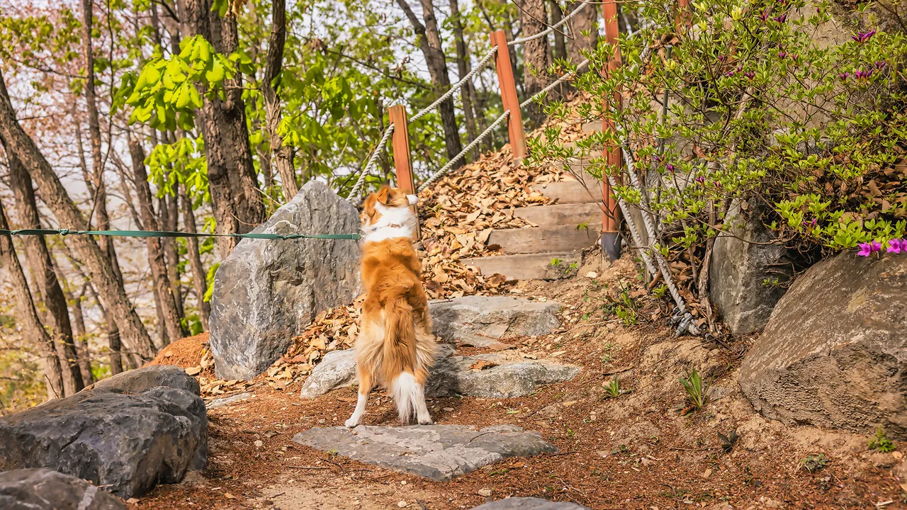 켄싱턴리조트 충주 사진