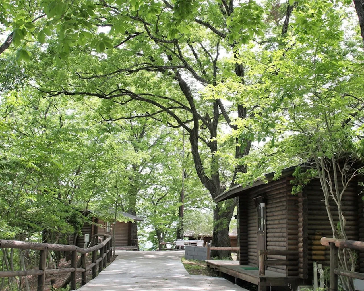 기본 이미지