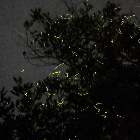 [보홀] 반딧불 조인 투어 (보트탑승 집결지 픽업 드랍)