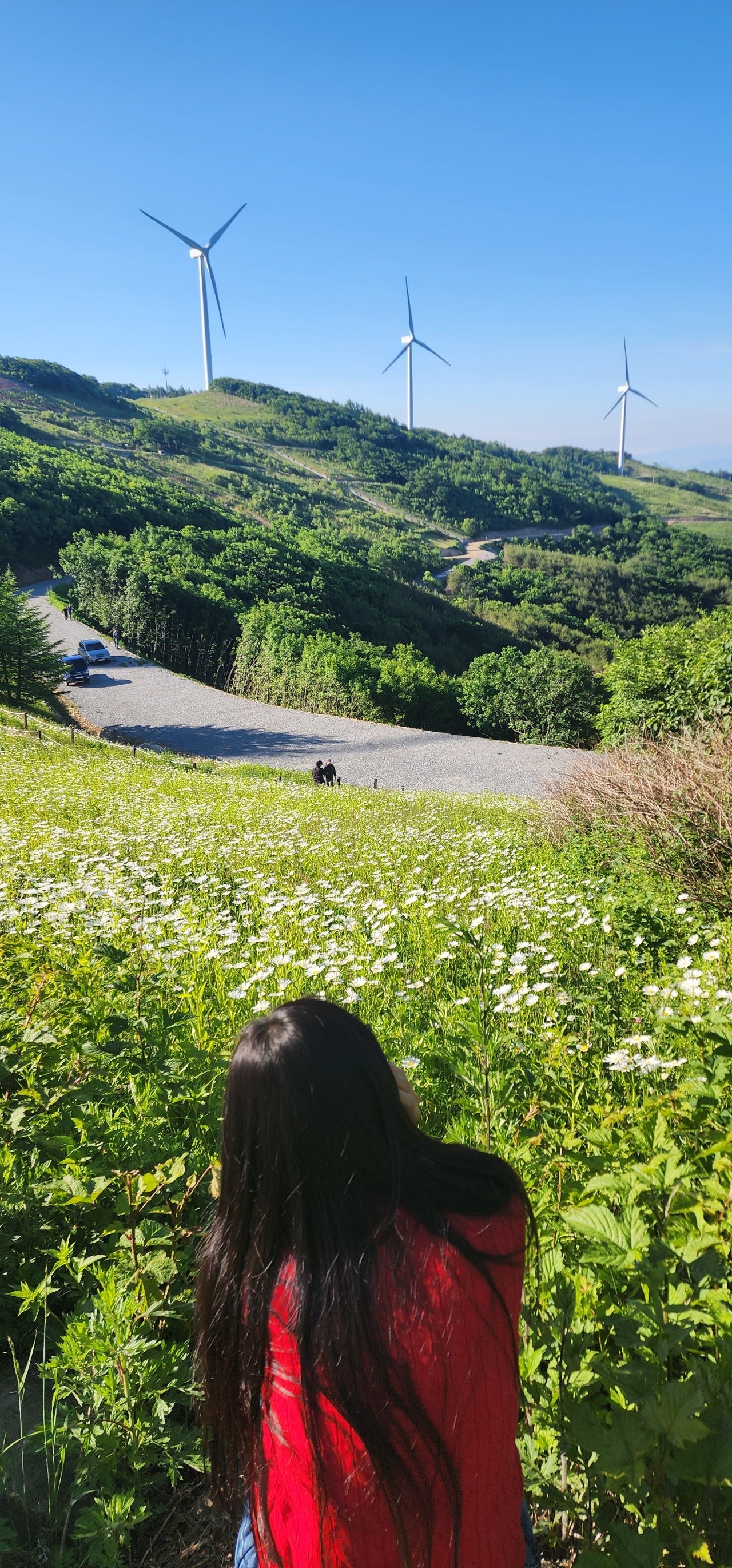 6월의 은하수, 샤스타 데이지를 만난 평창 육백마지기 여행.