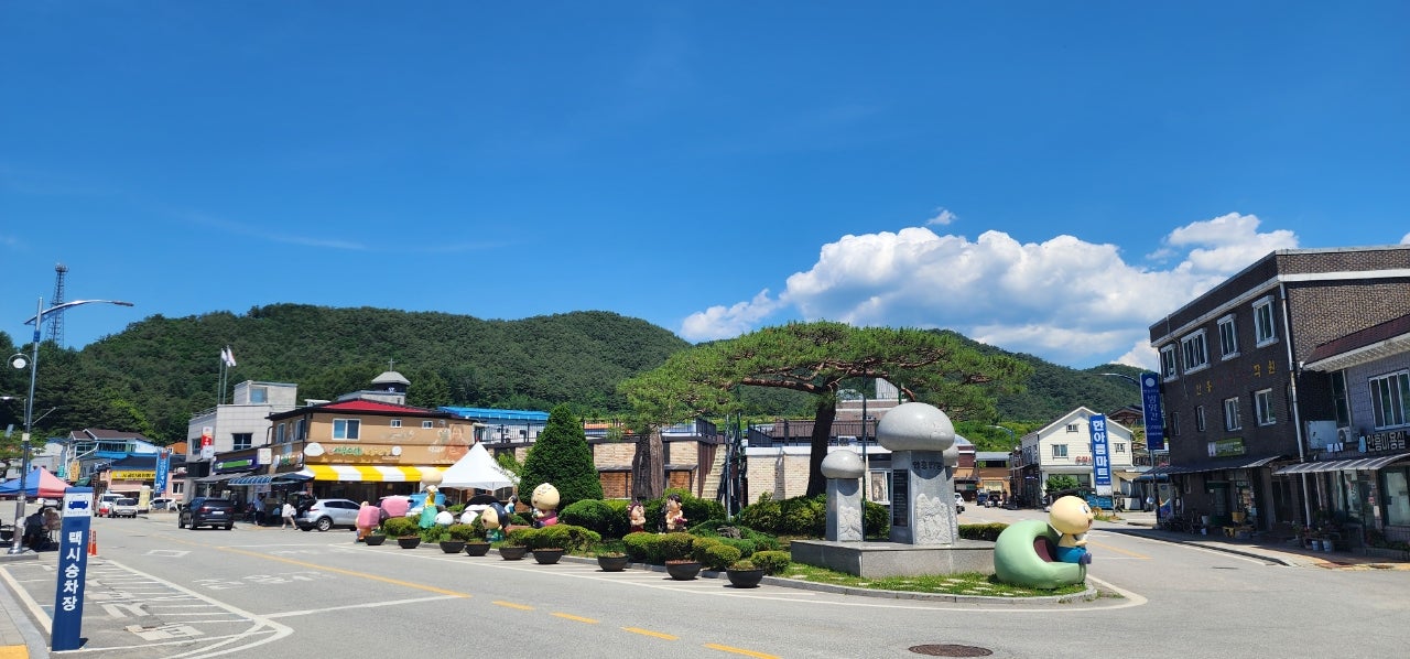 6월의 은하수, 샤스타 데이지를 만난 평창 육백마지기 여행.