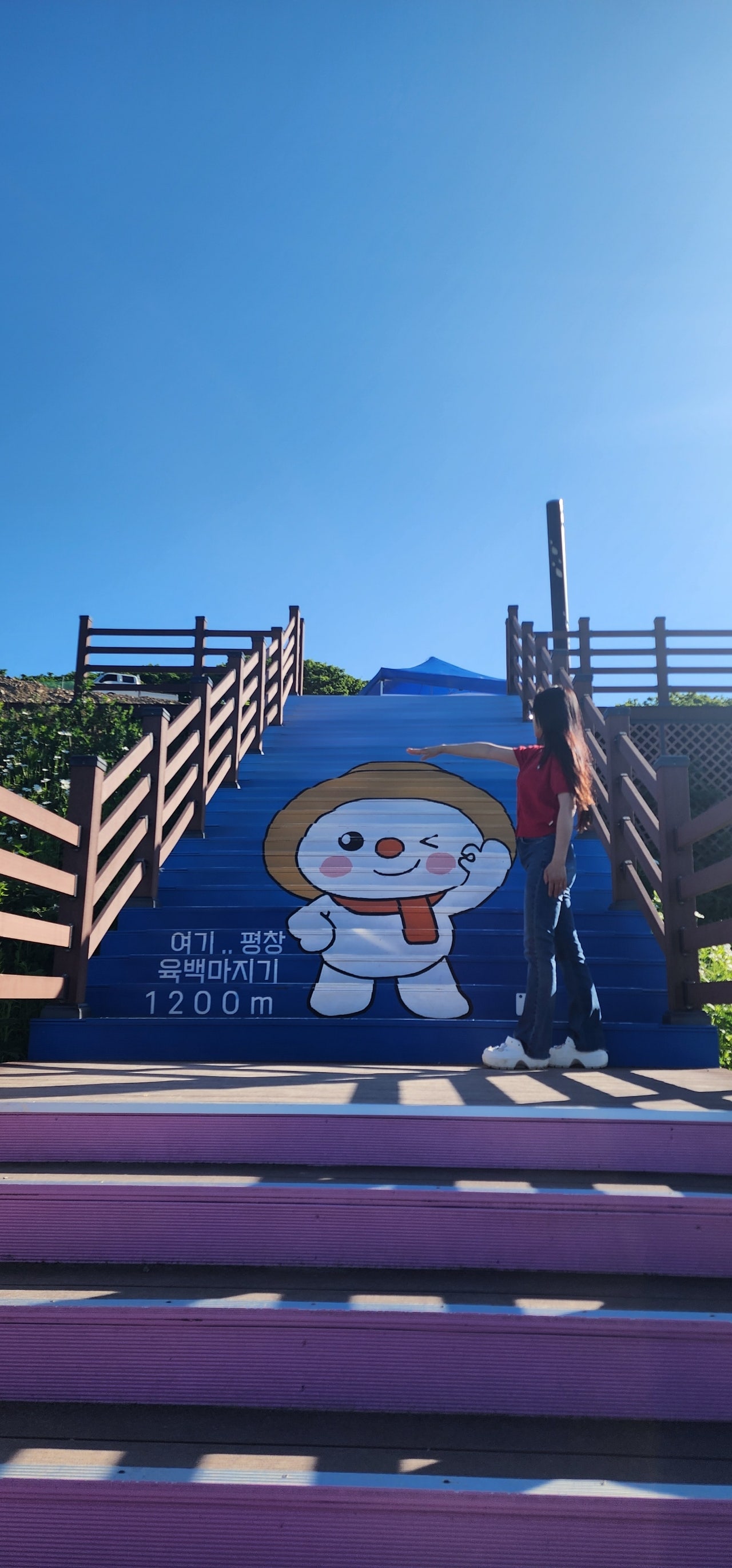 6월의 은하수, 샤스타 데이지를 만난 평창 육백마지기 여행.