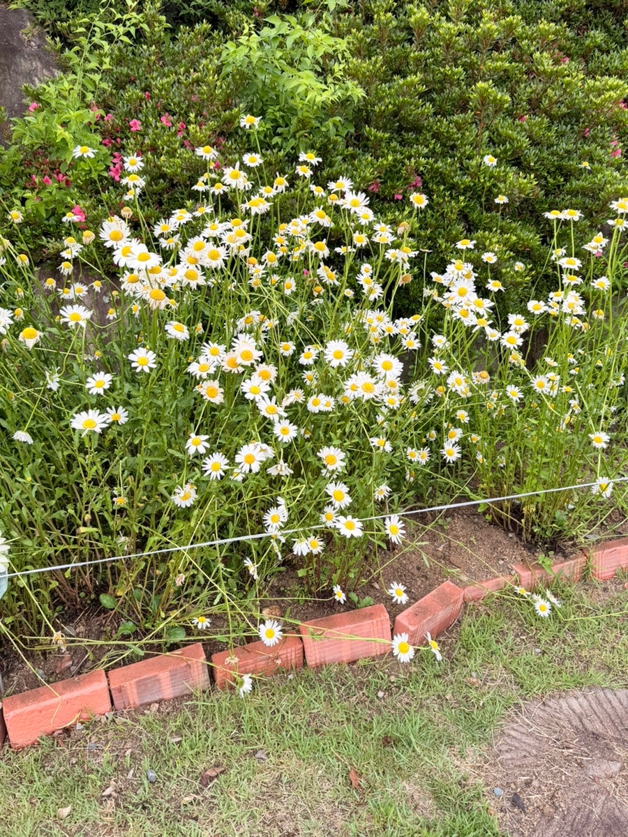 정감있는 가성비 경주 펜션🌻 [경주 프린세스 펜션] 2박 후기