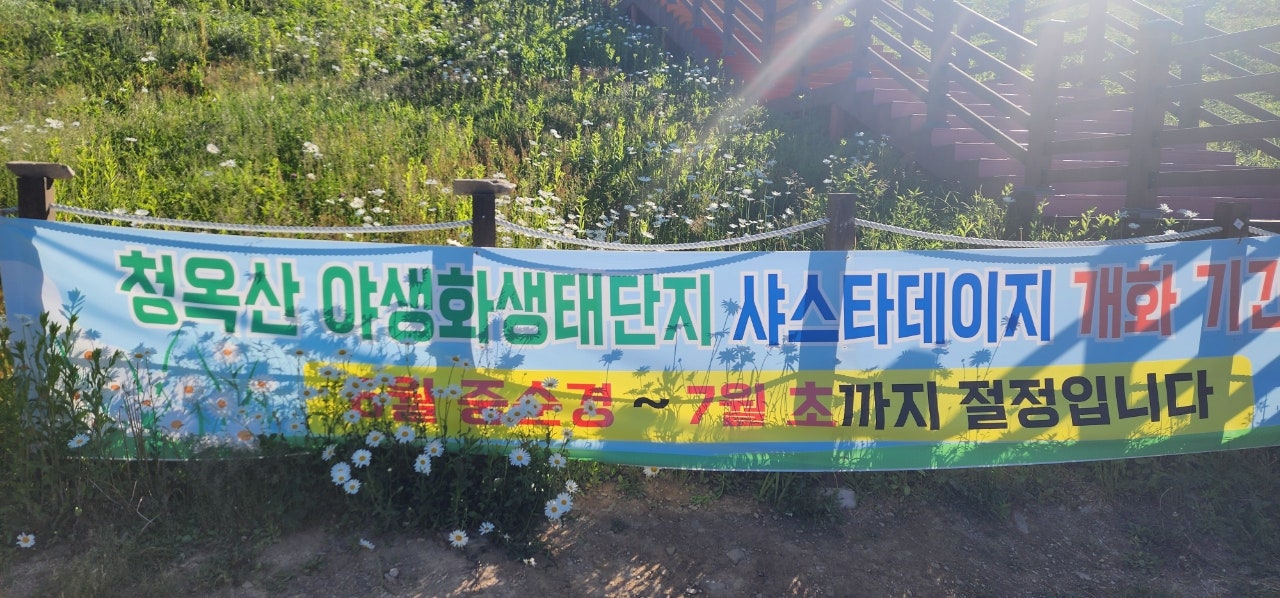 6월의 은하수, 샤스타 데이지를 만난 평창 육백마지기 여행.