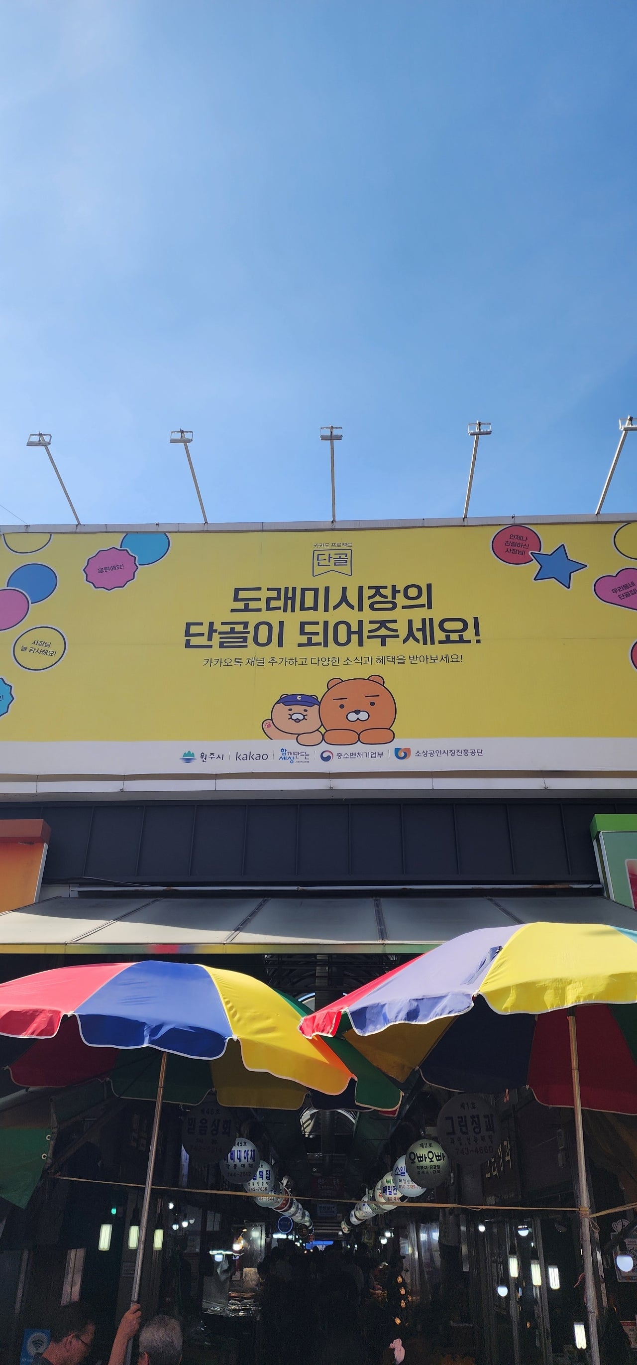 6월의 은하수, 샤스타 데이지를 만난 평창 육백마지기 여행.