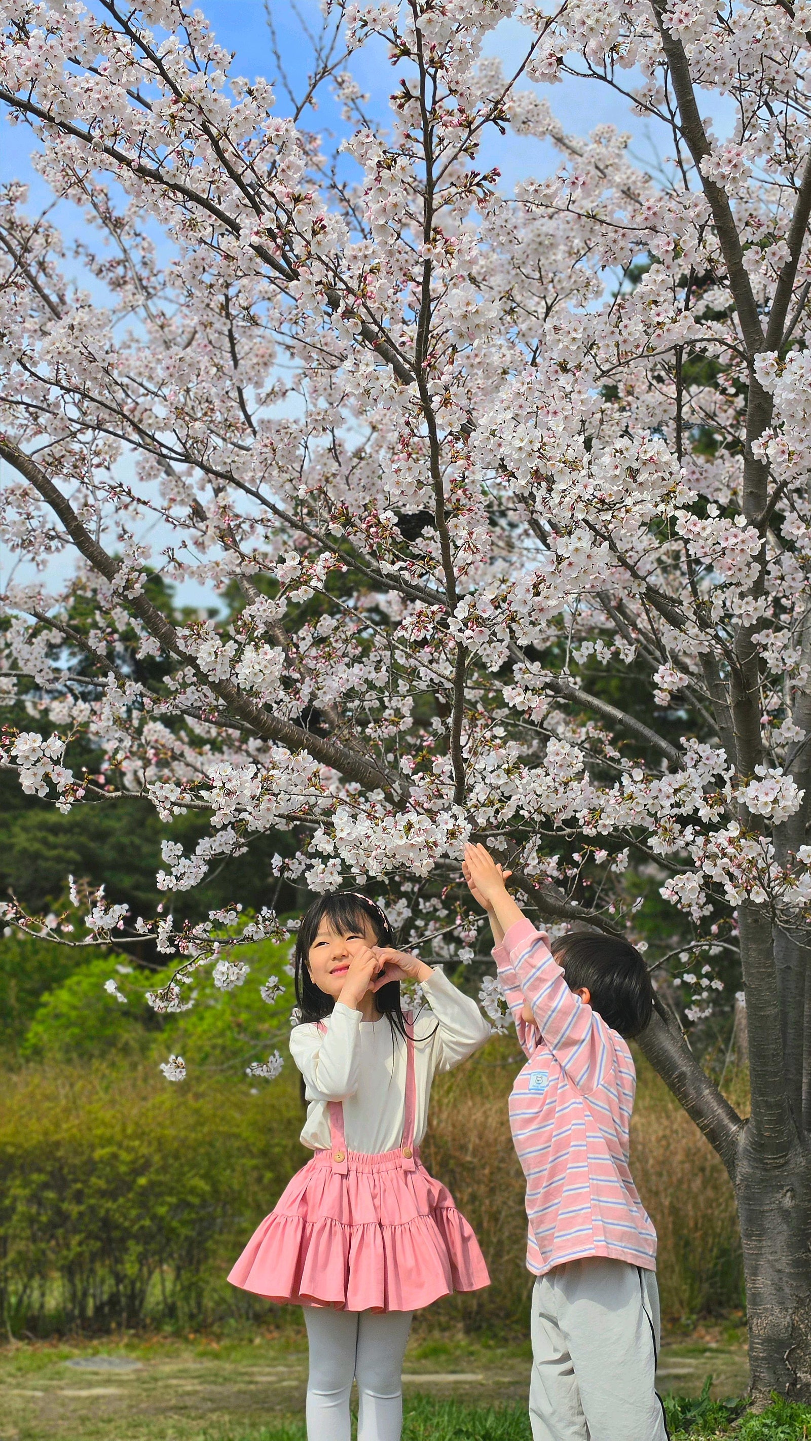 🌸[국내여행] [강릉] 스카이베이 호텔 경포 - 아이와 함께 즐긴 벚꽃축제 여행 후기 / (여기어때 국내여행 오픈런 예약 꿀팁 대공개!!)