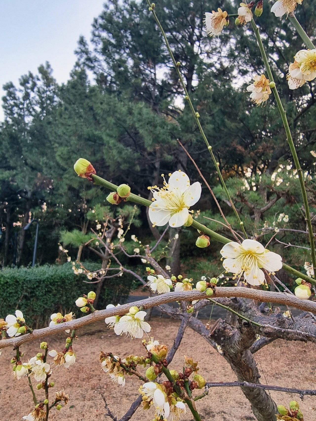 제주도에서 봄을만끽해야쥥 가성비호텔 에어시티호텔 이자카야 미묘, 어머니빵집, 이스방한상, 용두암,제주신라호텔 1.2일차