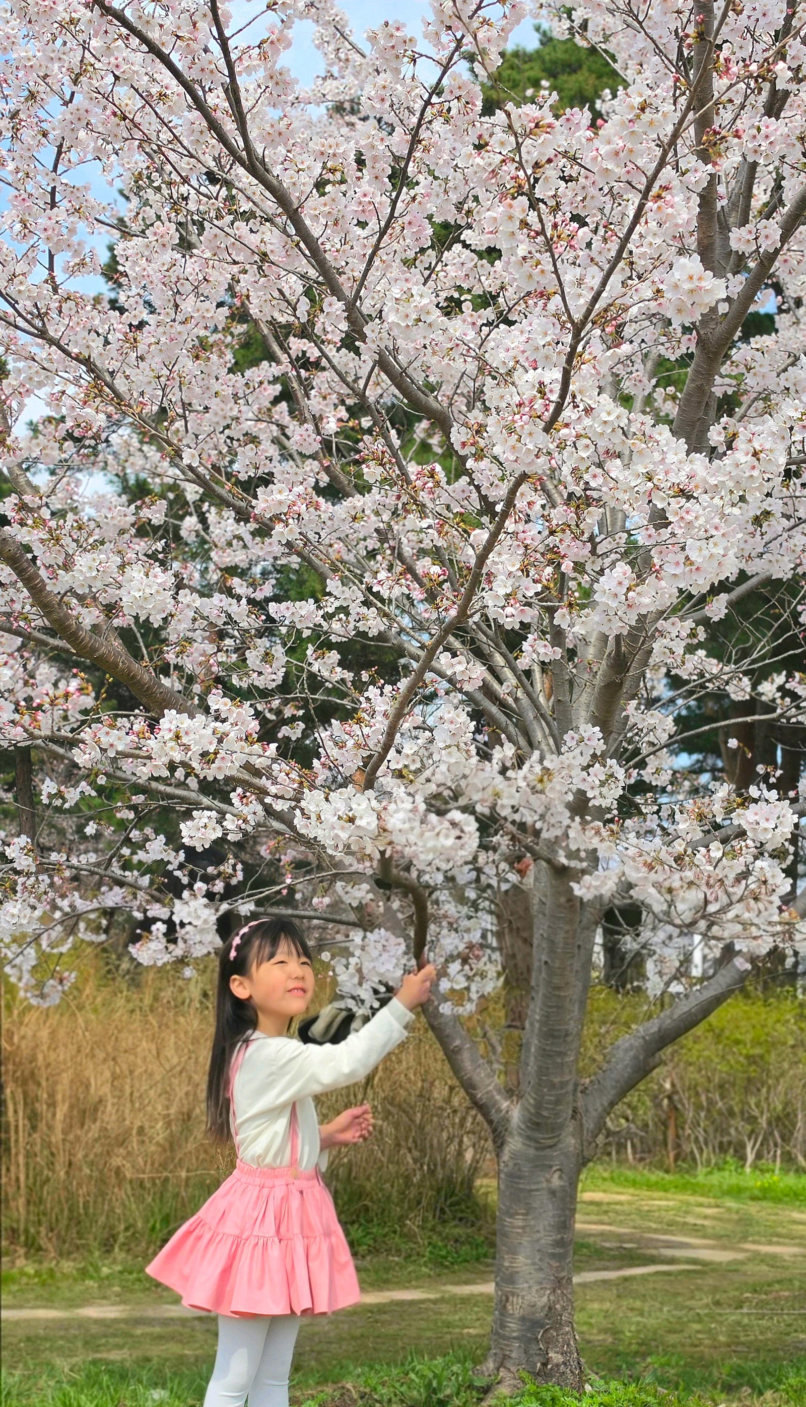 🌸[국내여행] [강릉] 스카이베이 호텔 경포 - 아이와 함께 즐긴 벚꽃축제 여행 후기 / (여기어때 국내여행 오픈런 예약 꿀팁 대공개!!)