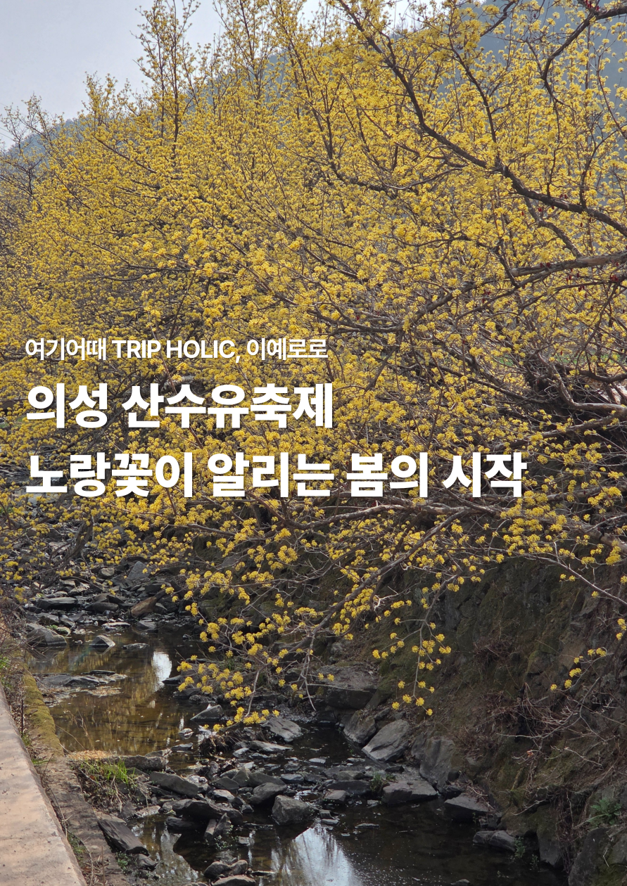 [산수유축제] 3월 벚꽃피기전 만끽할 수 있는 "의성 산수유 축제"
