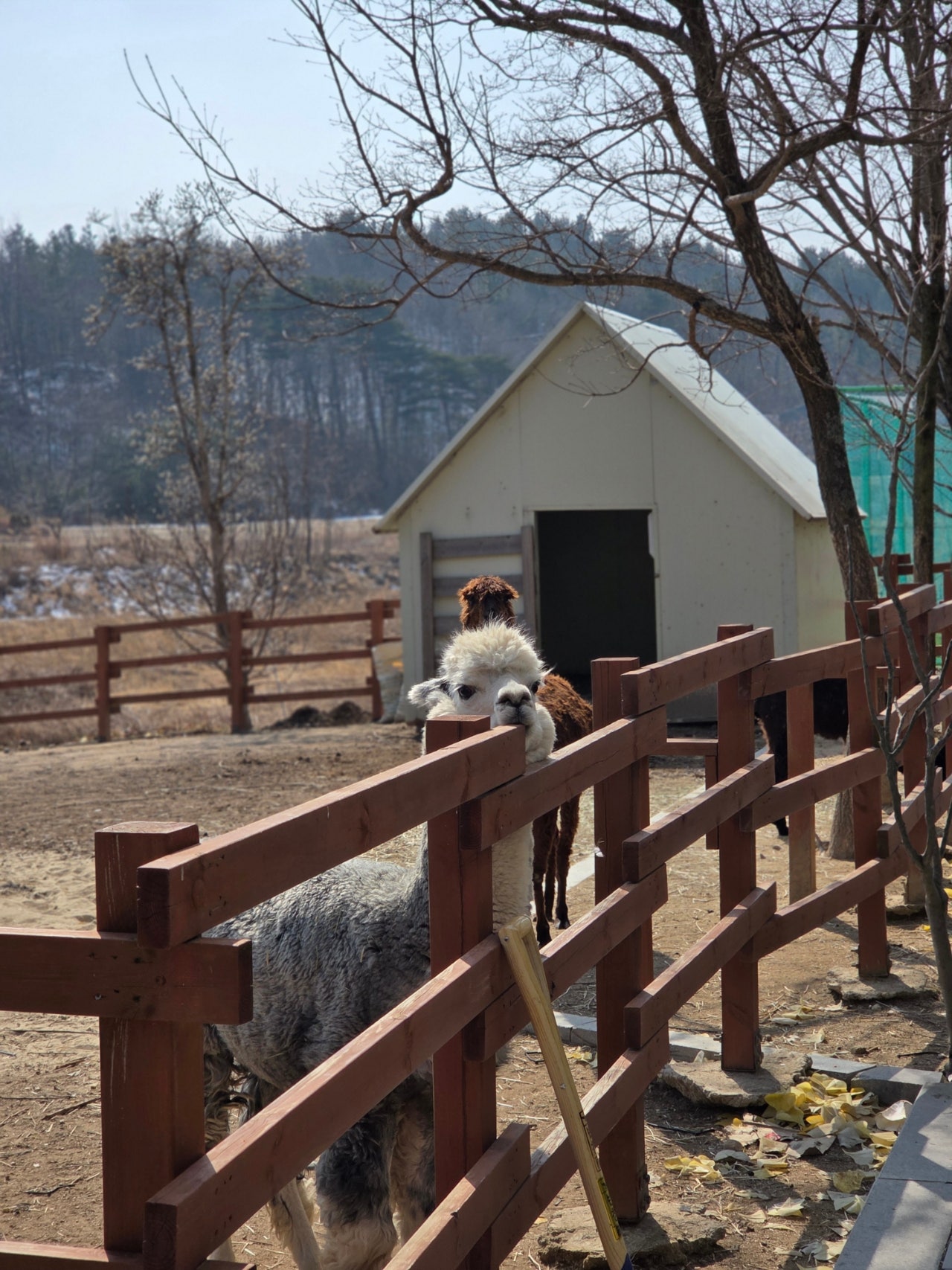 아이와 함께 고성 겨울여행 2박3일 고성 오션뷰 윈덤강원고성 호캉스 , 맛집 후기