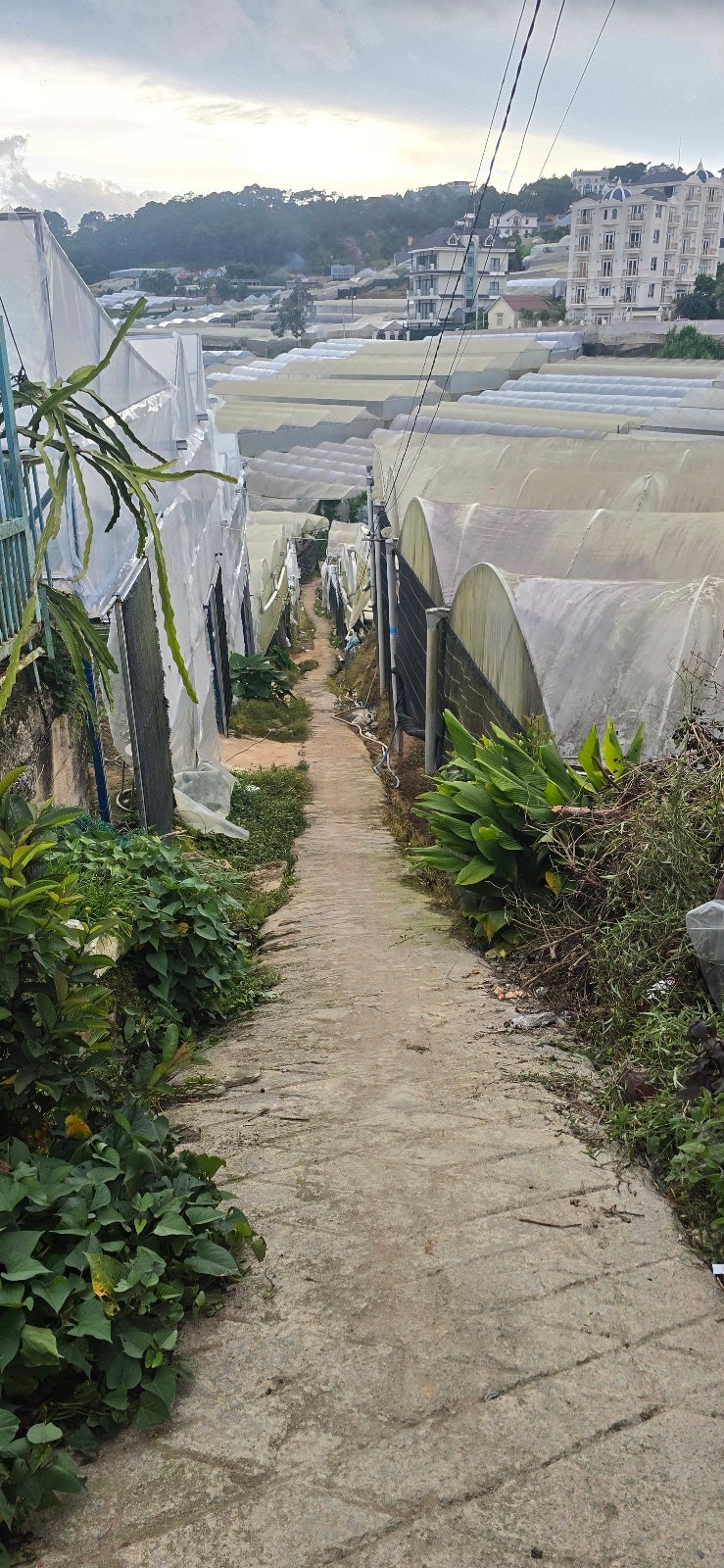 홀로 베트남 달랏 여행기