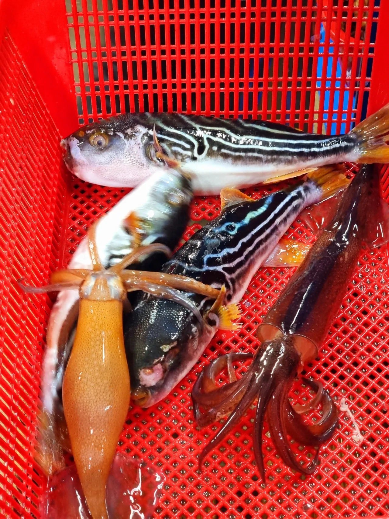 속초 종합적으로 뿌시기~~^^