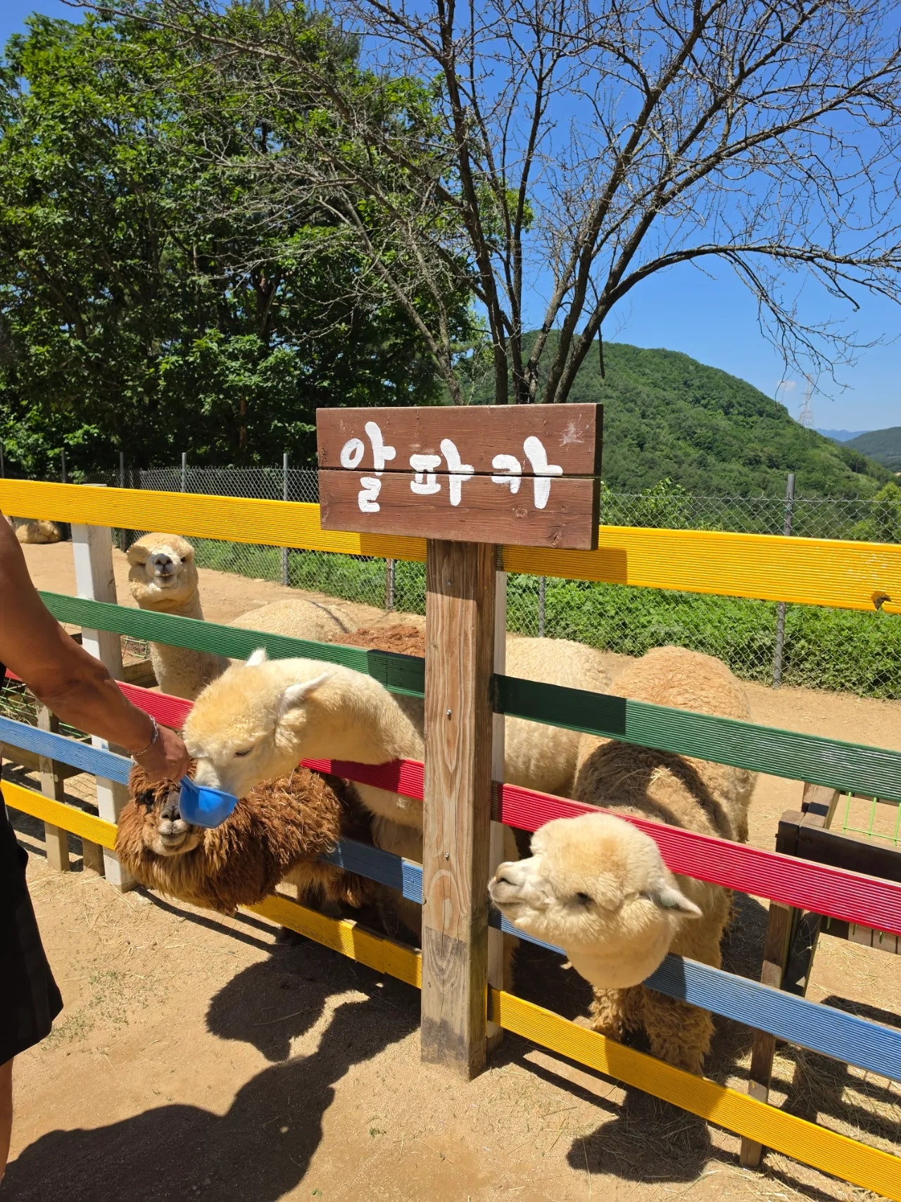 엄니모시고 라마다평창 양떼목장 육백마지기 보고왔어요 2일차