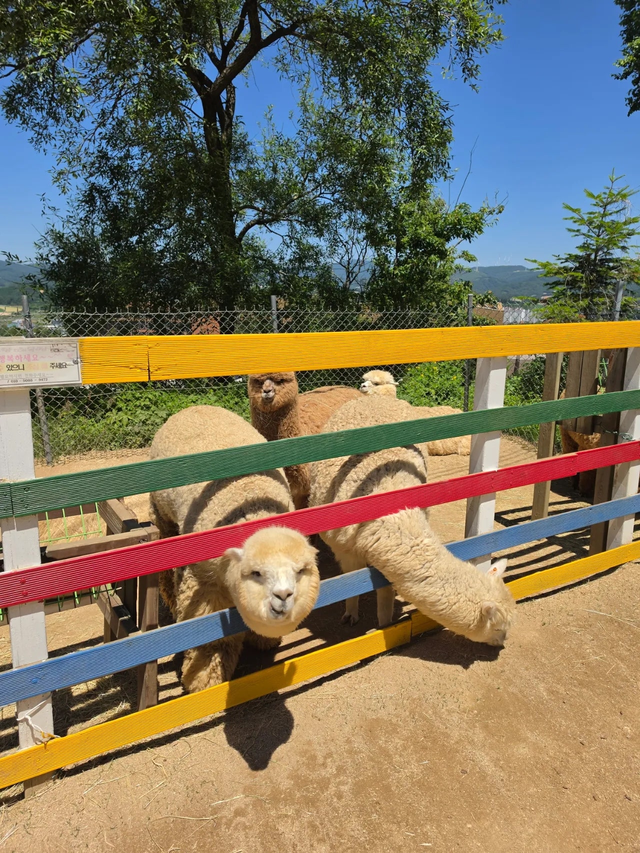 엄니모시고 라마다평창 양떼목장 육백마지기 보고왔어요 2일차