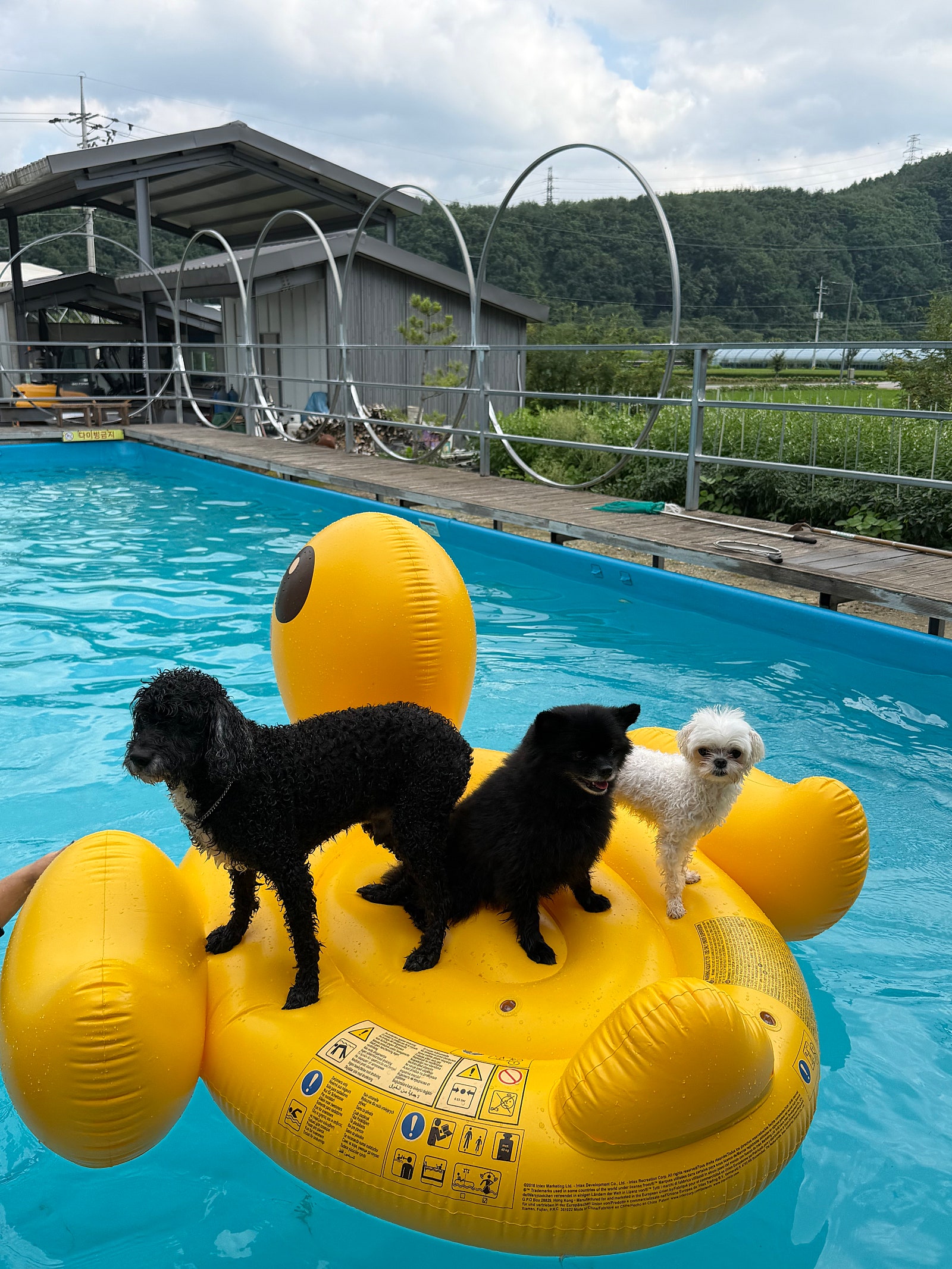 강원도 인제 애견동반 숙소는 여기로!🐶💦 | 인제 다라니 펜션(객실, 수영장, 애견놀이터, 바베큐 등)