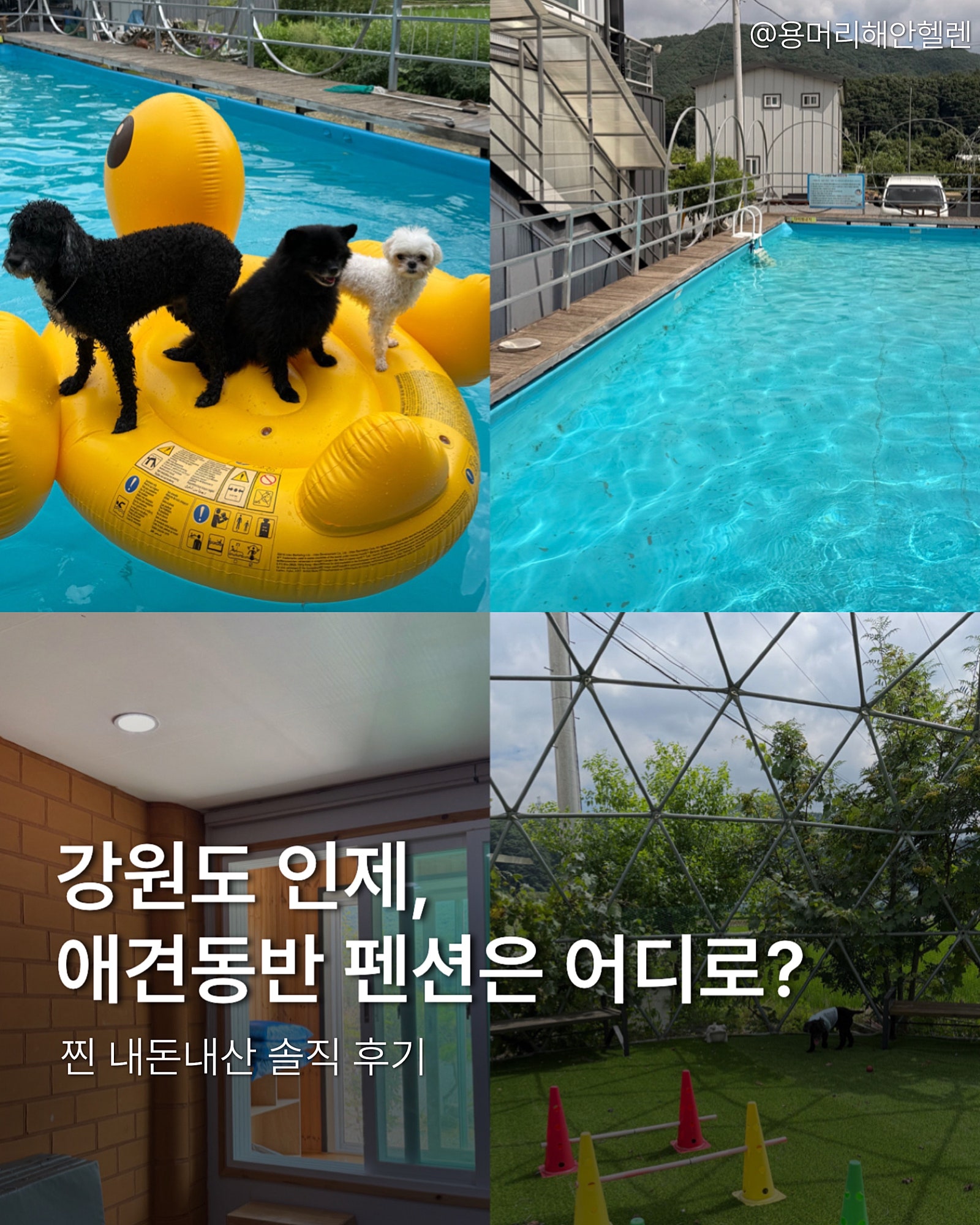 강원도 인제 애견동반 숙소는 여기로!🐶💦 | 인제 다라니 펜션(객실, 수영장, 애견놀이터, 바베큐 등)