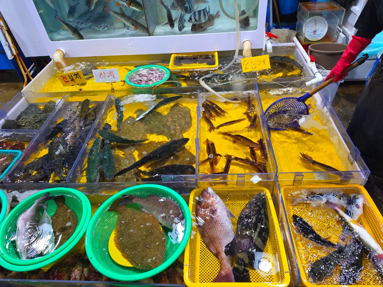 하조대비치( 스노쿨링 포인트) 죽도해변 주문진시장 오색그린야드호텔 30년 할머니순두부 주전골 트레킹 탄산온천 찜질방