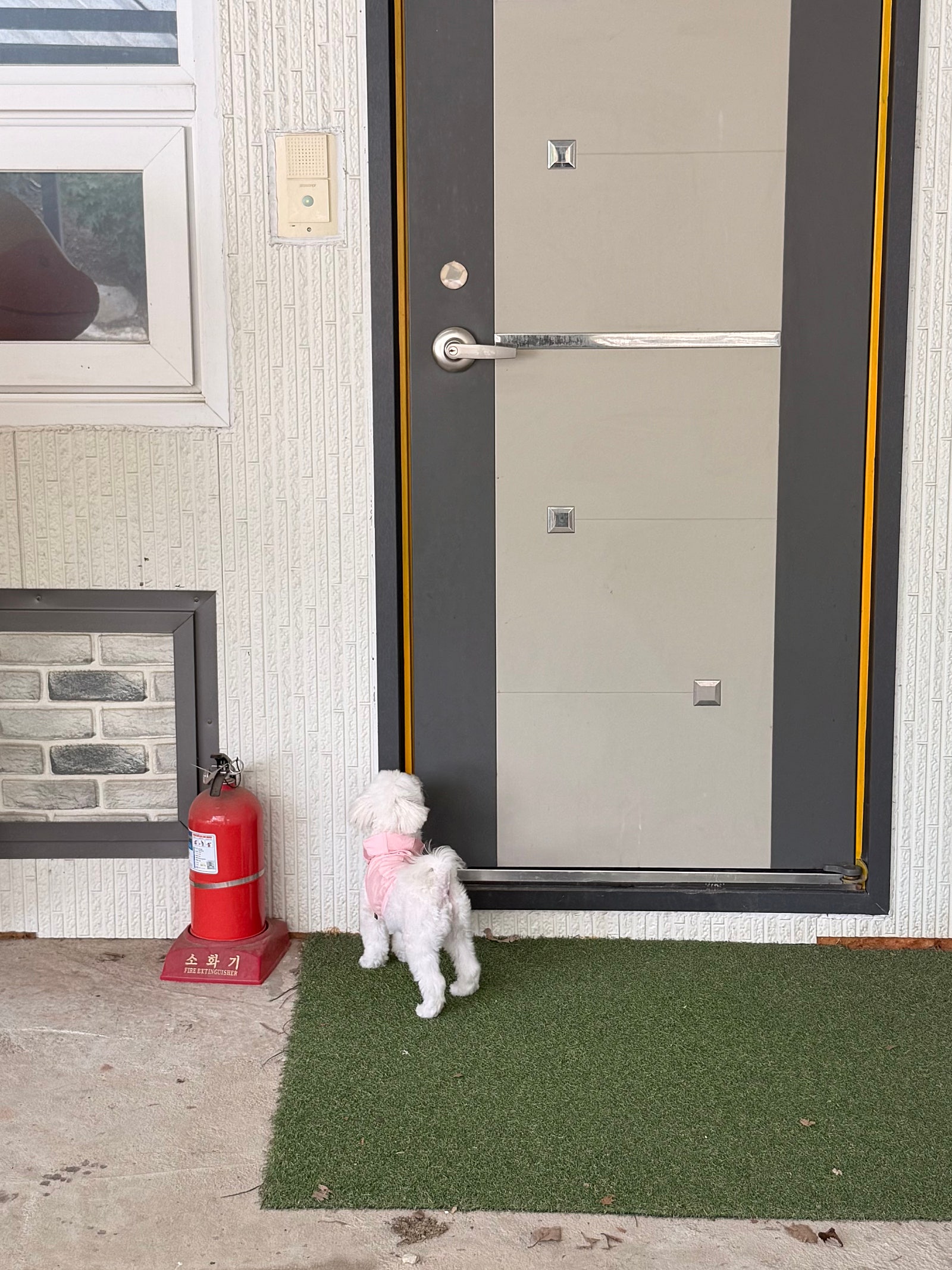 강원도 인제 애견동반 숙소는 여기로!🐶💦 | 인제 다라니 펜션(객실, 수영장, 애견놀이터, 바베큐 등)