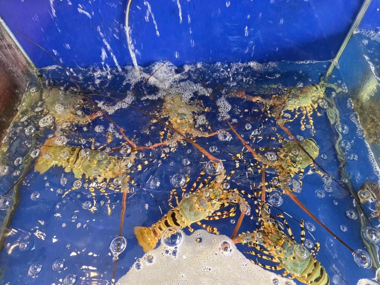 군입대전 아들하고 푸꾸옥 다녀왔어요 허브라운지 홈파크호텔 킹콩마트 본점 제니스스파 세일링클럽 시그니처 리조트 ❤️ 1.2일차