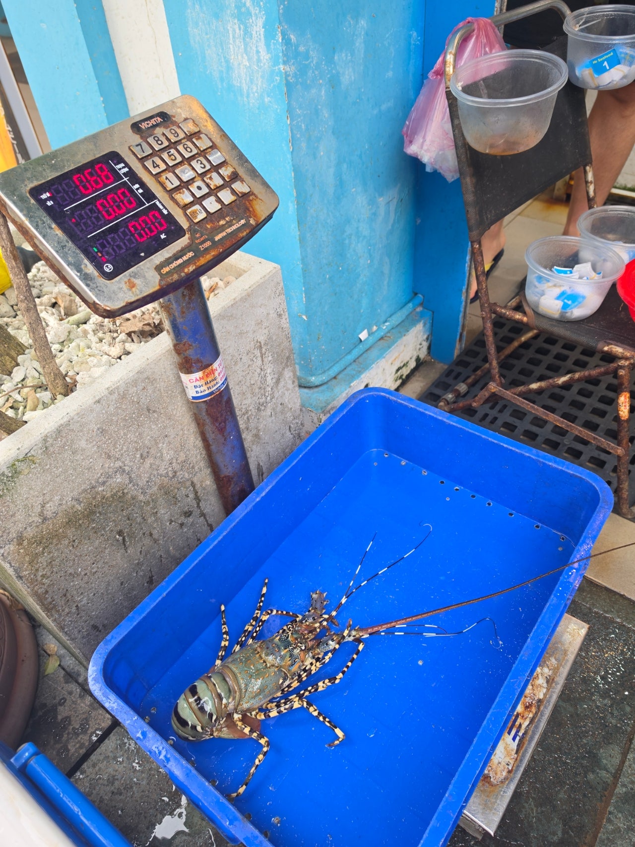 군입대전 아들하고 푸꾸옥 다녀왔어요 3일차 세일링클럽 조식 및 리조트 스냅사진찍고 더노블살롱스파 귀청소 소나시 미스터 씨푸드 저녁먹고 🥭 망고사고 야시장구경하고 왔어요