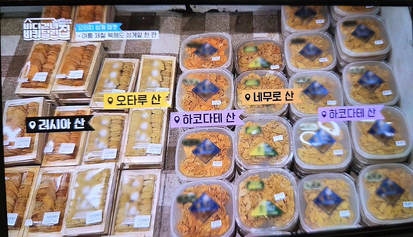 샤코탄 블루를 찾아 떠난 샤코탄 요이치 여행