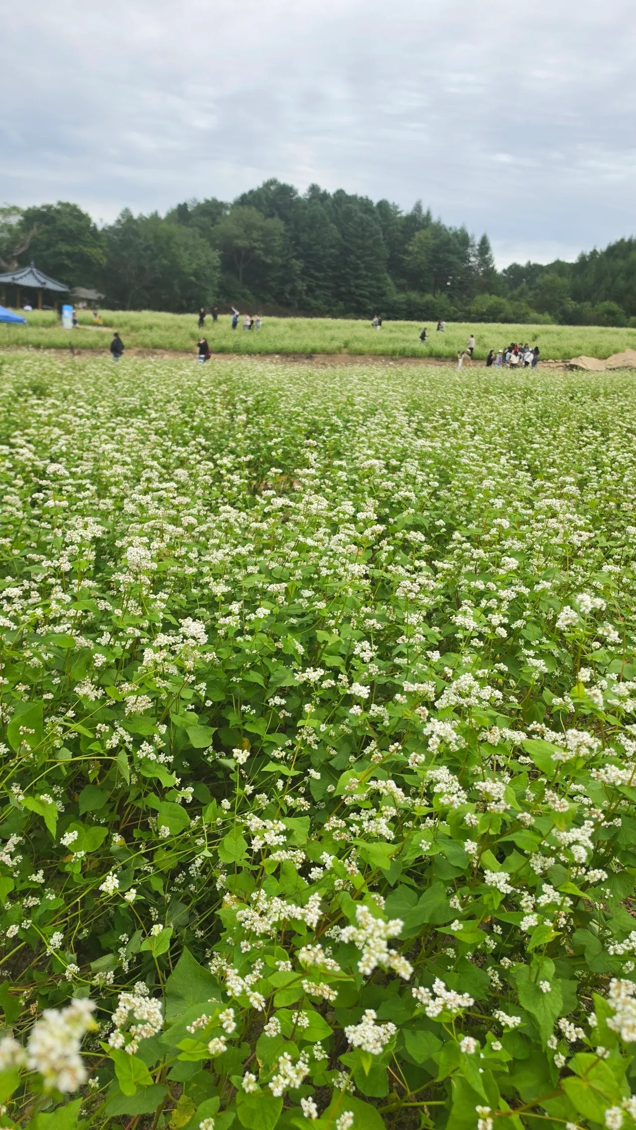 속초영랑호수윗길 걷고 봉평 메밀꽃축제도 다녀왔어요 ^^