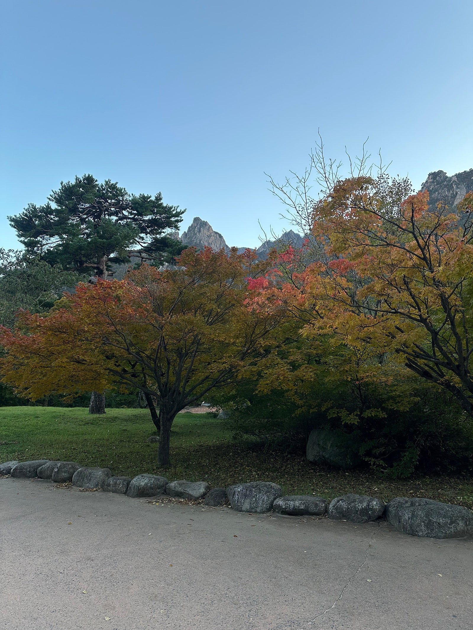 가을 필수 여행지 단풍 놀이 속초 베스트 4 코스🤍✨(옛날 칼국수.더엠브로시아.설악산. 속초 중앙시장) 찐 후기