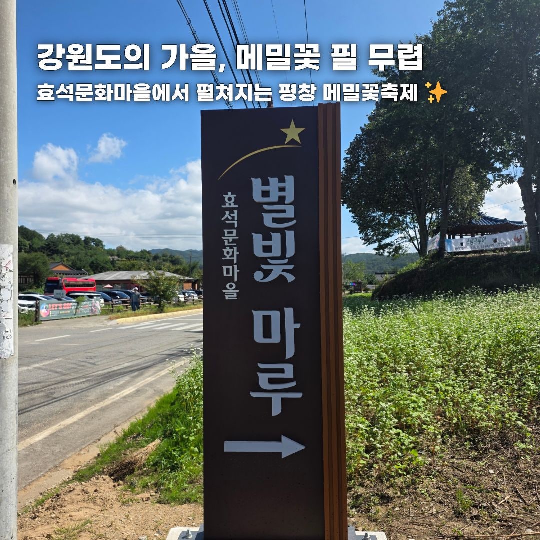 푸른 바다부터 숲속 힐링까지, 가을 떠나기 좋은 강원도 나들이 코스 총정리 (동해·평창·안동)