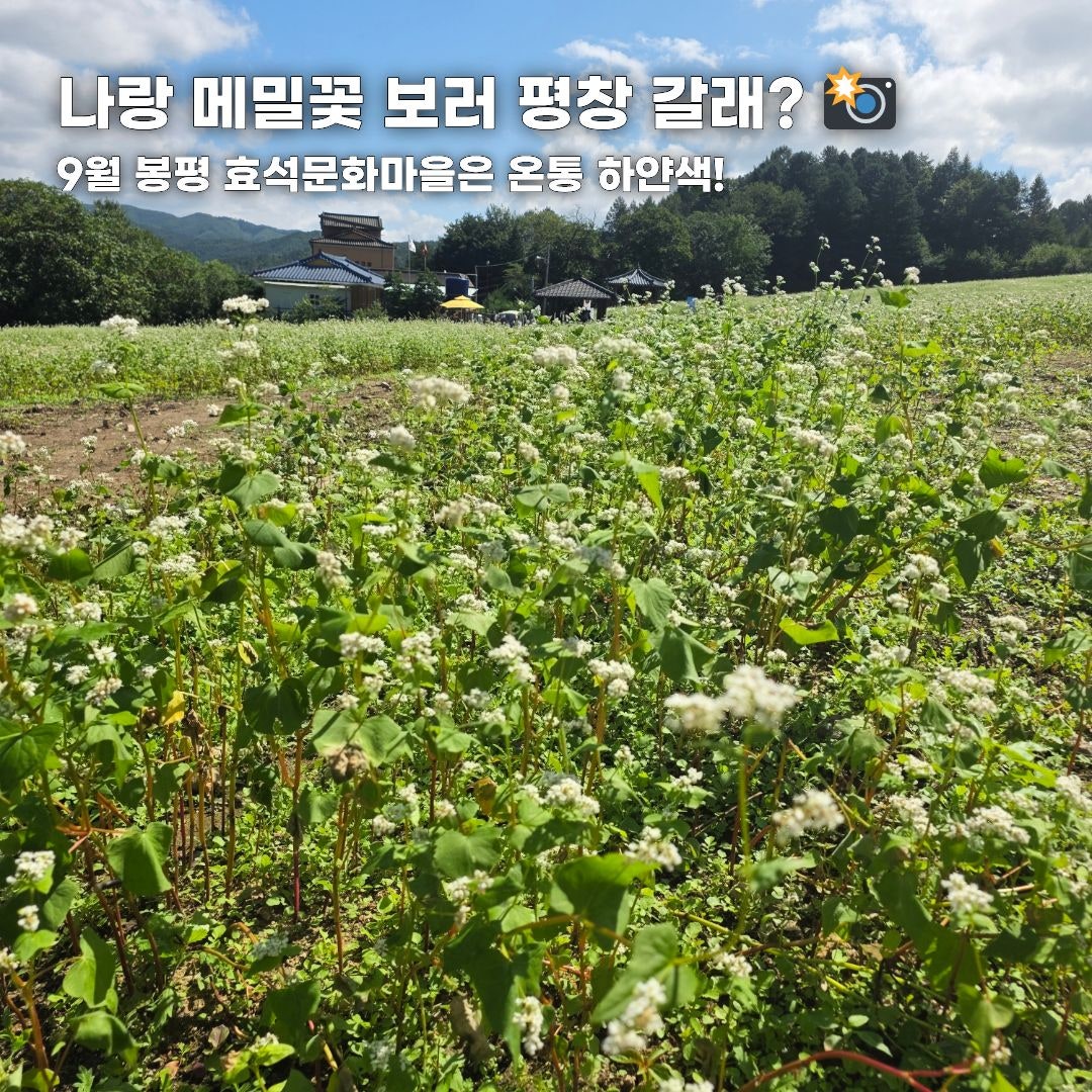 푸른 바다부터 숲속 힐링까지, 가을 떠나기 좋은 강원도 나들이 코스 총정리 (동해·평창·안동)