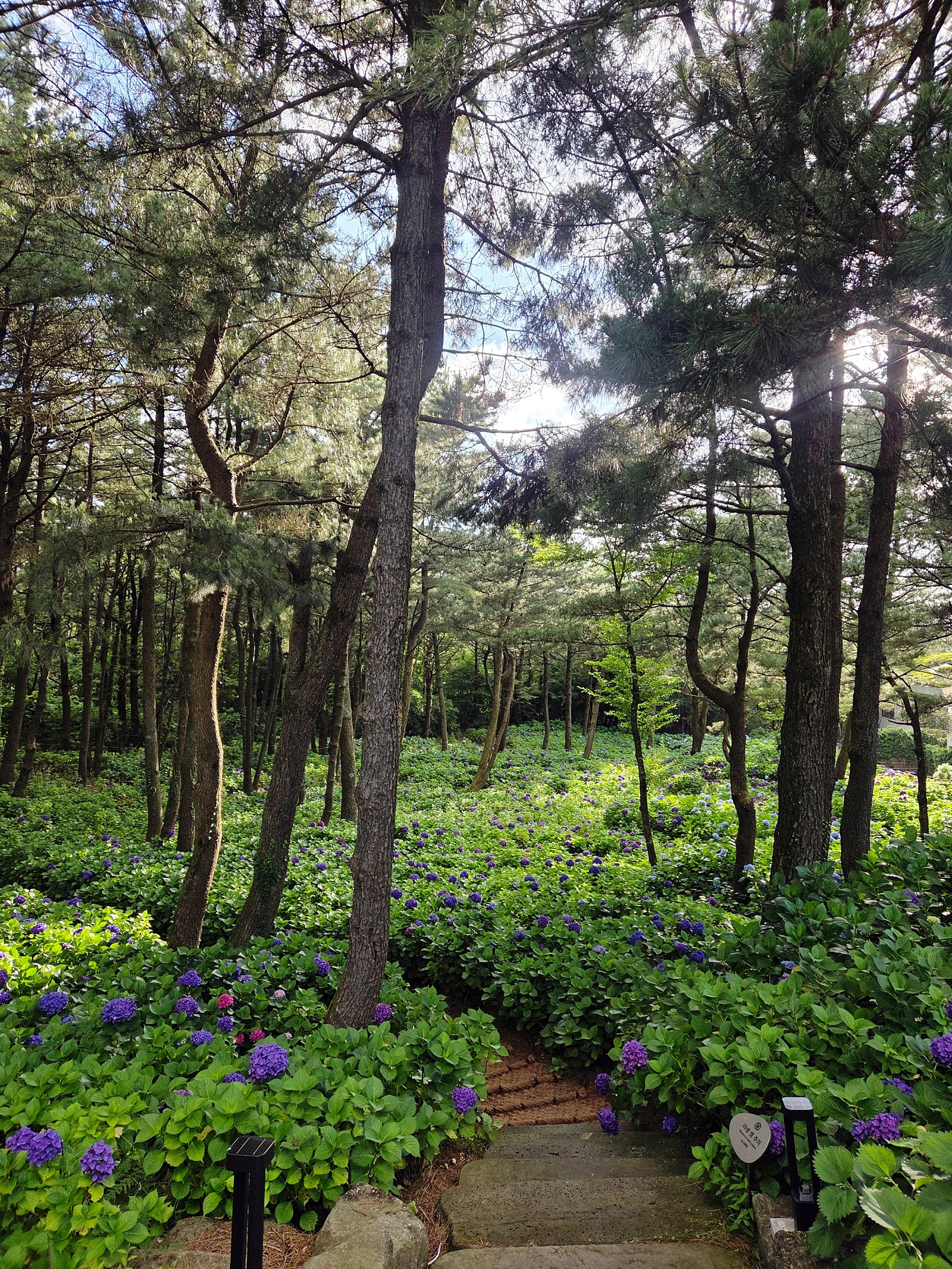 [9월 여행노트] 한라산 자락에 숨은 이색 5성급, 제주 엠버 퓨어힐에서 보낸 하루 💙