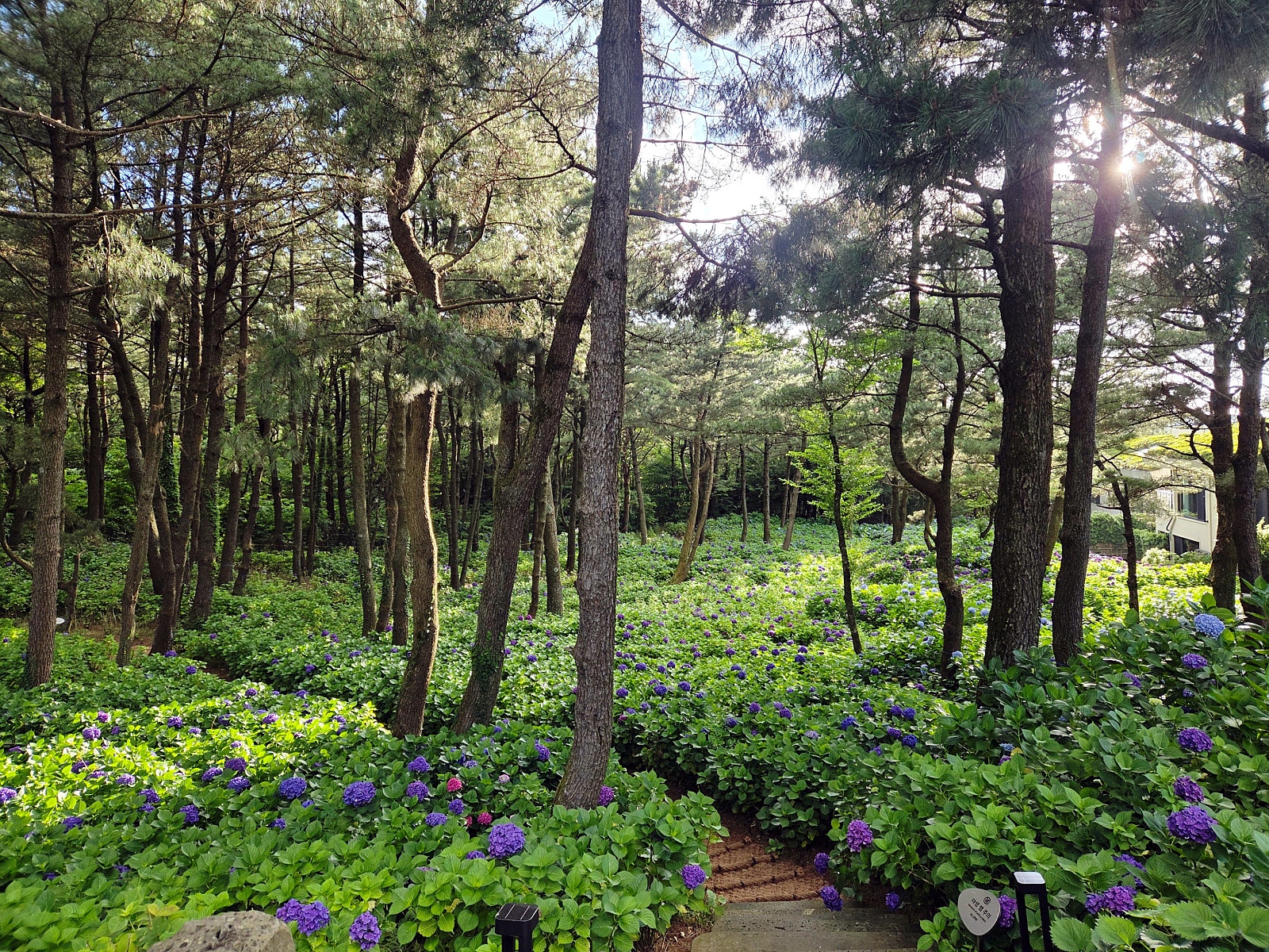 [9월 여행노트] 한라산 자락에 숨은 이색 5성급, 제주 엠버 퓨어힐에서 보낸 하루 💙