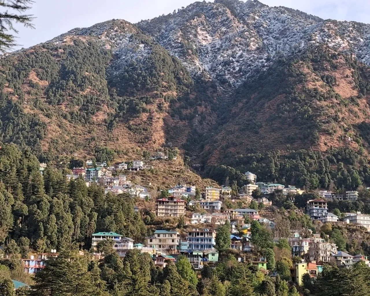 기본 이미지