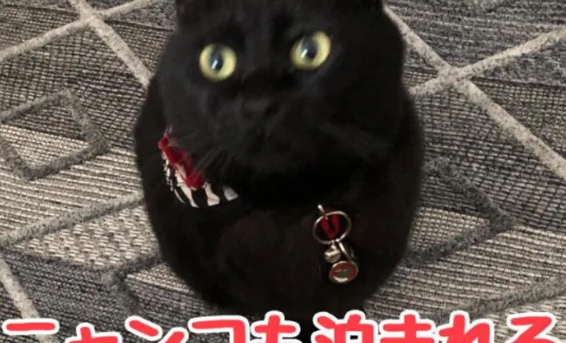 男性のみでの利用不可ーペット連れ歓迎 女性連れ専用ーotomari MUSUHIータイ古式マッサージや妊産婦ケアが受けられる 源泉掛け流し温泉側の宿 ドッグラン可