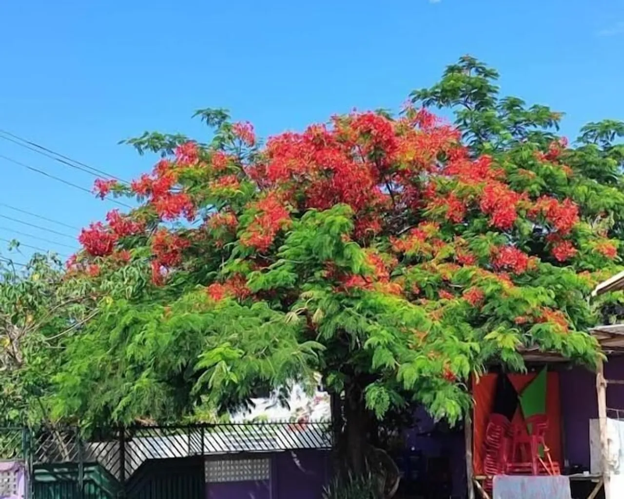 기본 이미지