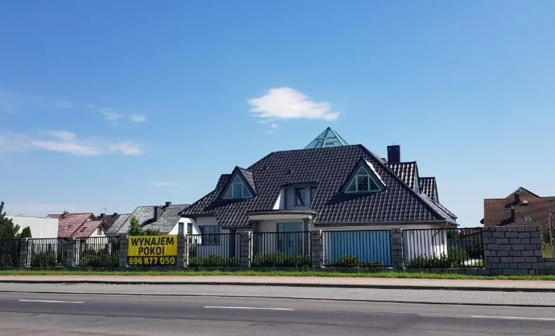 Tulipan