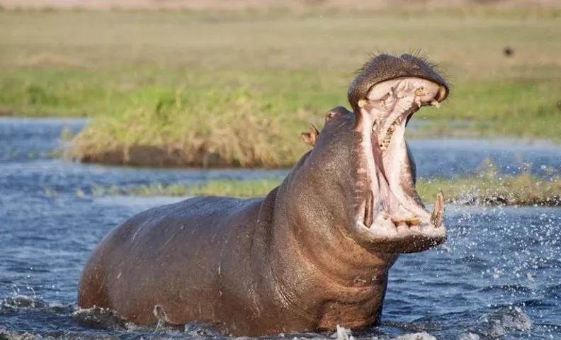 Kosi Bay Hippo Lodge & Resort