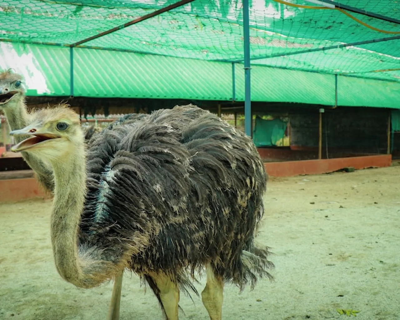 기본 이미지