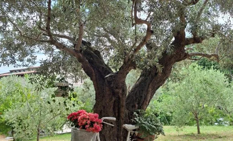 COLLINA FIORITA