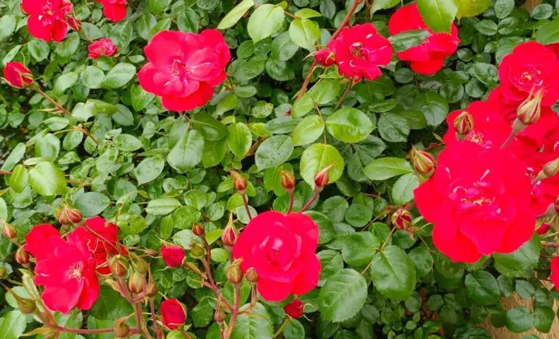 La maison des roses