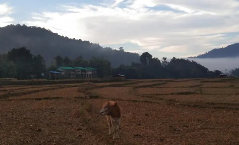 นากลางดอย Naklangdoi