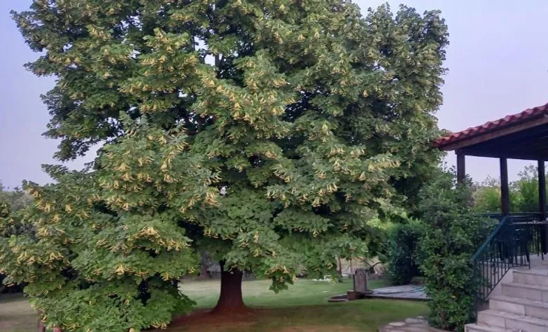 Lidden tree cottage